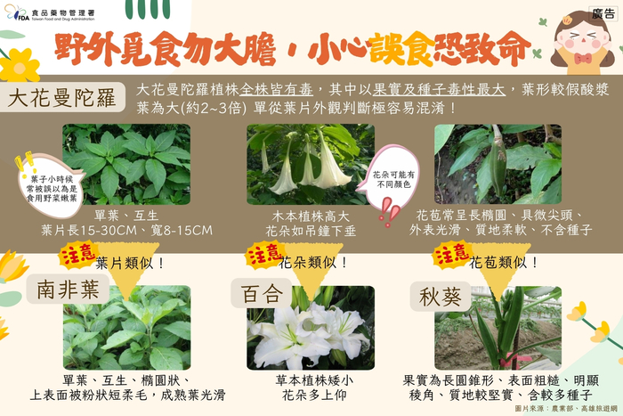 食藥署宣導圖:提醒民眾野外誤食大花曼陀羅恐中毒,易與南非葉、百合、秋葵混淆,請勿採摘食用野生植物。圖片